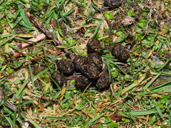 Leporidae