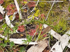 Drosera