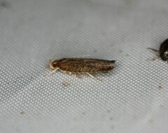 Psilocorsis cryptolechiella