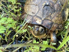 Terrapene carolina major