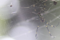 Trichonephila clavata