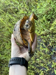 Terrapene carolina major