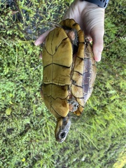 Terrapene carolina major