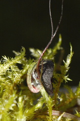 Corybas trilobus aggregate