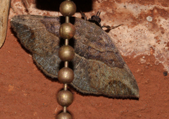 Maxera digoniata