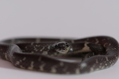 Tropidodipsas fasciata