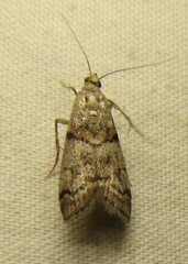 Promylea lunigerella