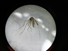 Aedes fulvus pallens