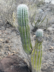 Pachycereus pringlei