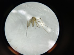 Aedes fulvus pallens
