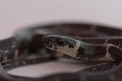 Tropidodipsas fasciata
