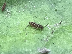 Collembola