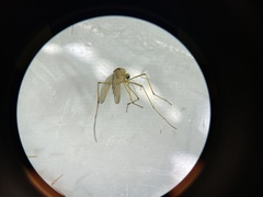 Aedes fulvus pallens