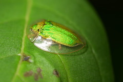Physonota