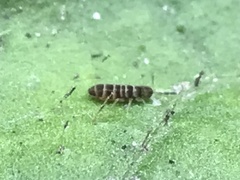 Collembola