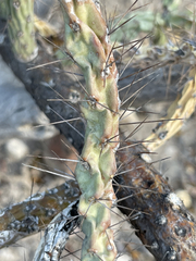 Cylindropuntia waltoniorum
