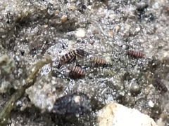 Collembola