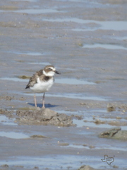 Charadrius wilsonia