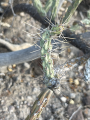 Cylindropuntia waltoniorum