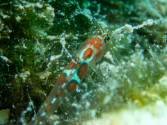 Tigrigobius dilepis