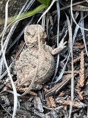 Phrynosoma hernandesi