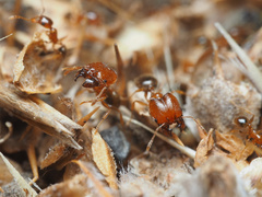 Pheidole pilifera