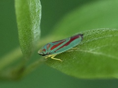 Graphocephala fennahi