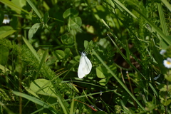 Dismorphiinae