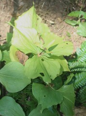 Trillium ovatum