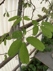 Akebia