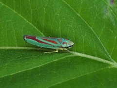 Graphocephala fennahi