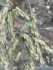 Cylindropuntia waltoniorum