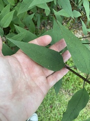 Helianthus microcephalus