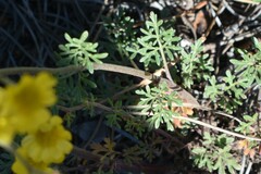 Hymenothrix dissecta