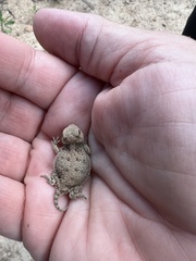 Phrynosoma hernandesi