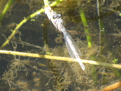 Ischnura perparva