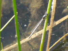 Ischnura perparva