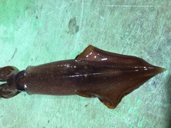 Doryteuthis pealeii