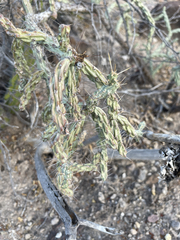 Cylindropuntia waltoniorum