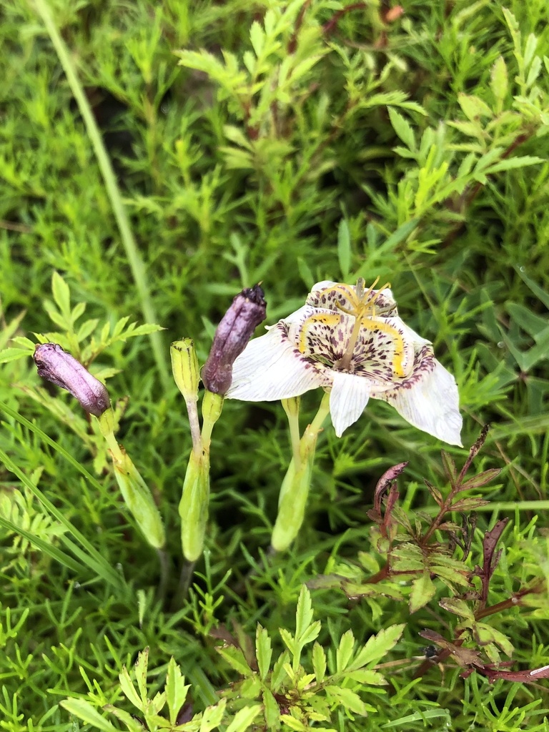 Tigridia tepoxtlana