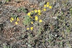 Hymenothrix dissecta