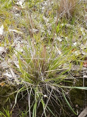 Rytidosperma tenuius