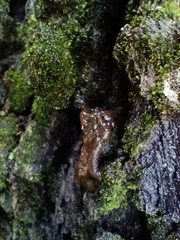Dacrymycetaceae