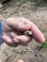 Phrynosoma hernandesi