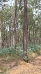 Acacia podalyriifolia