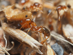 Pheidole pilifera