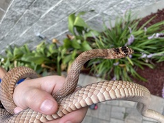 Masticophis flagellum flagellum