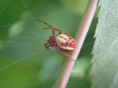 Araniella
