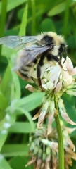 Bombus appositus