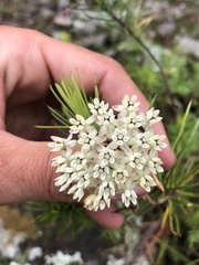 Asclepias linaria